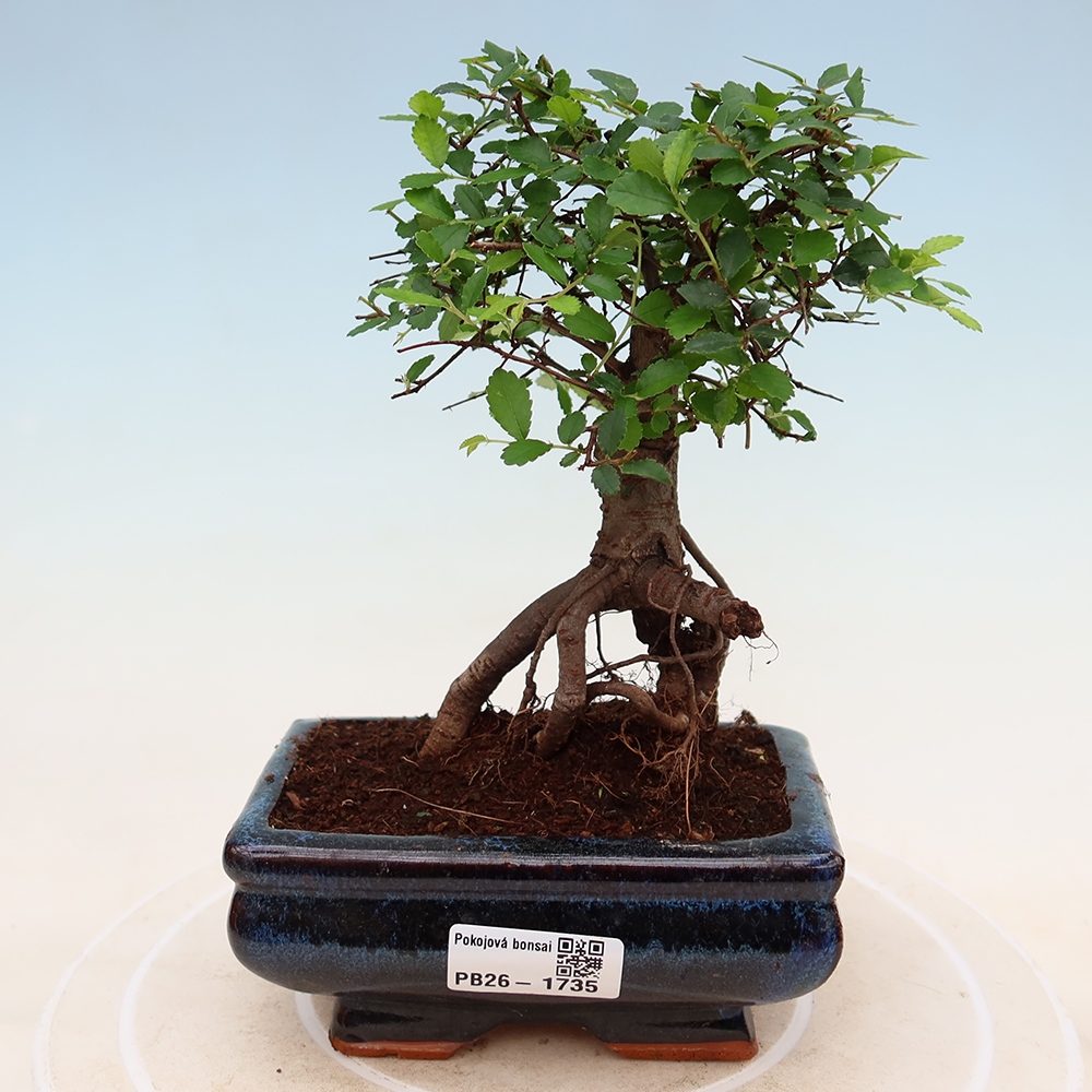 Zimmerbonsai - Ulmus parvifolia - Kleinblättrige Ulme