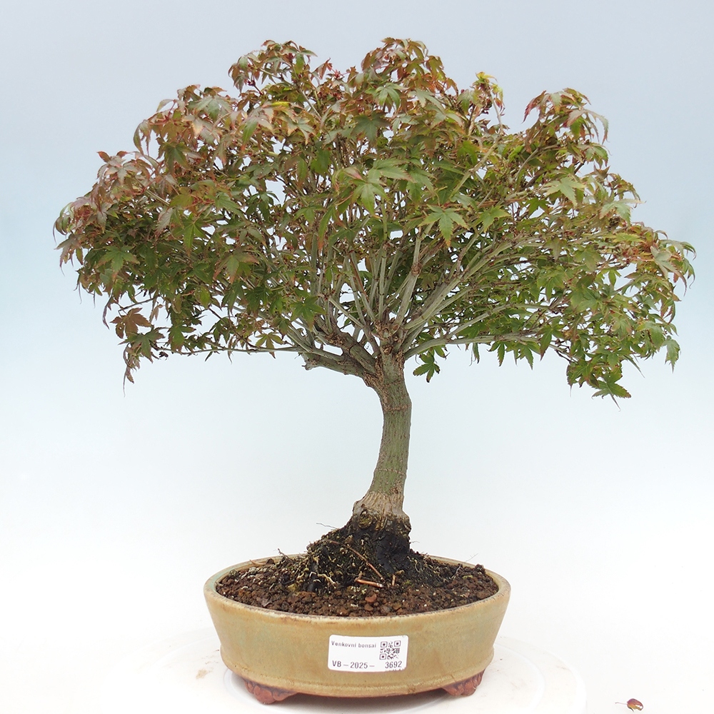 Acer palmatum KIOHIME - Palmetto-Ahorn