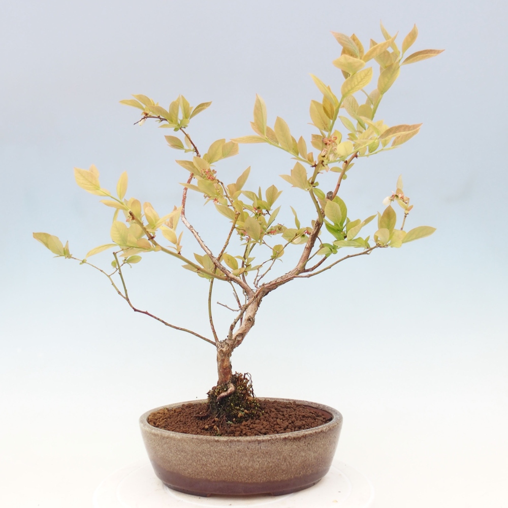 Outdoor-Bonsai - Kanadische Blaubeere - Vaccinium corymbosum