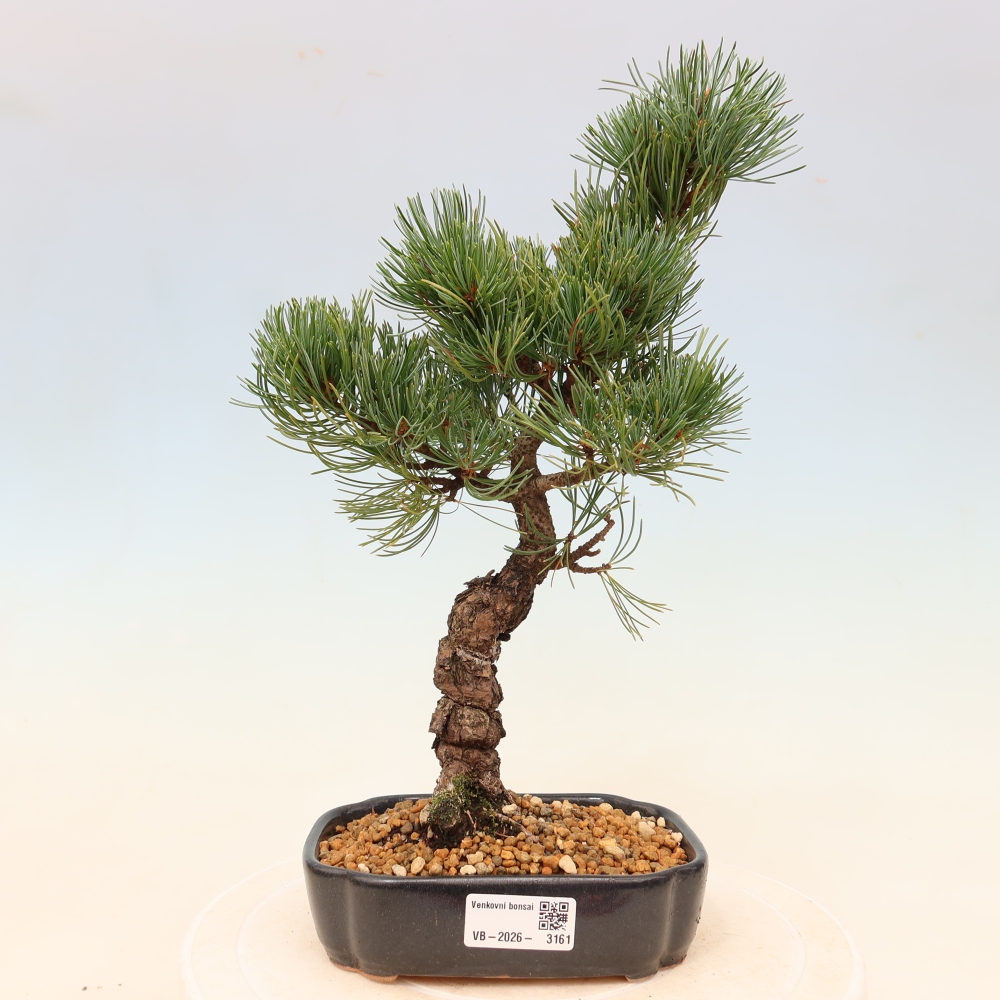 Bonsai für draußen - Pinus parviflora - Pinus parviflora