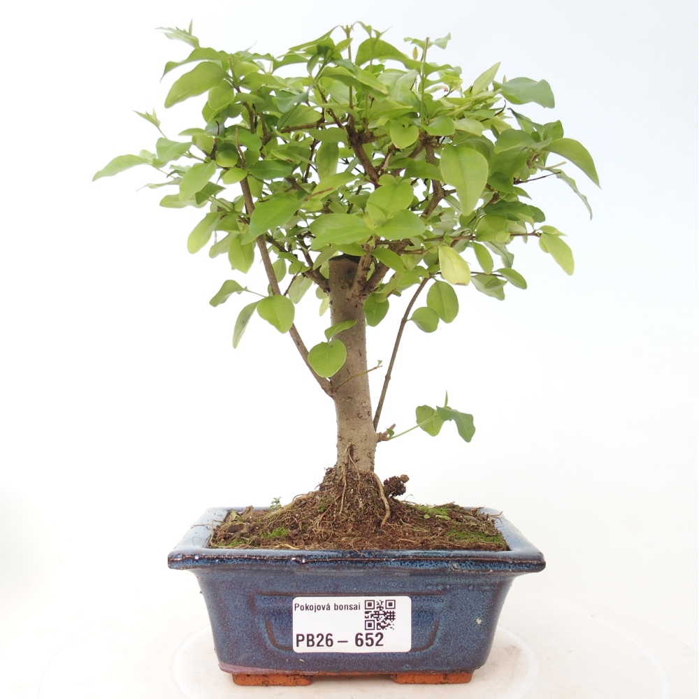 Zimmer Bonsai -Ligustrum chinensis - Vogelschnabel
