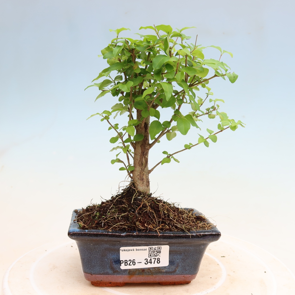 Zimmer Bonsai -Ligustrum chinensis - Vogelschnabel