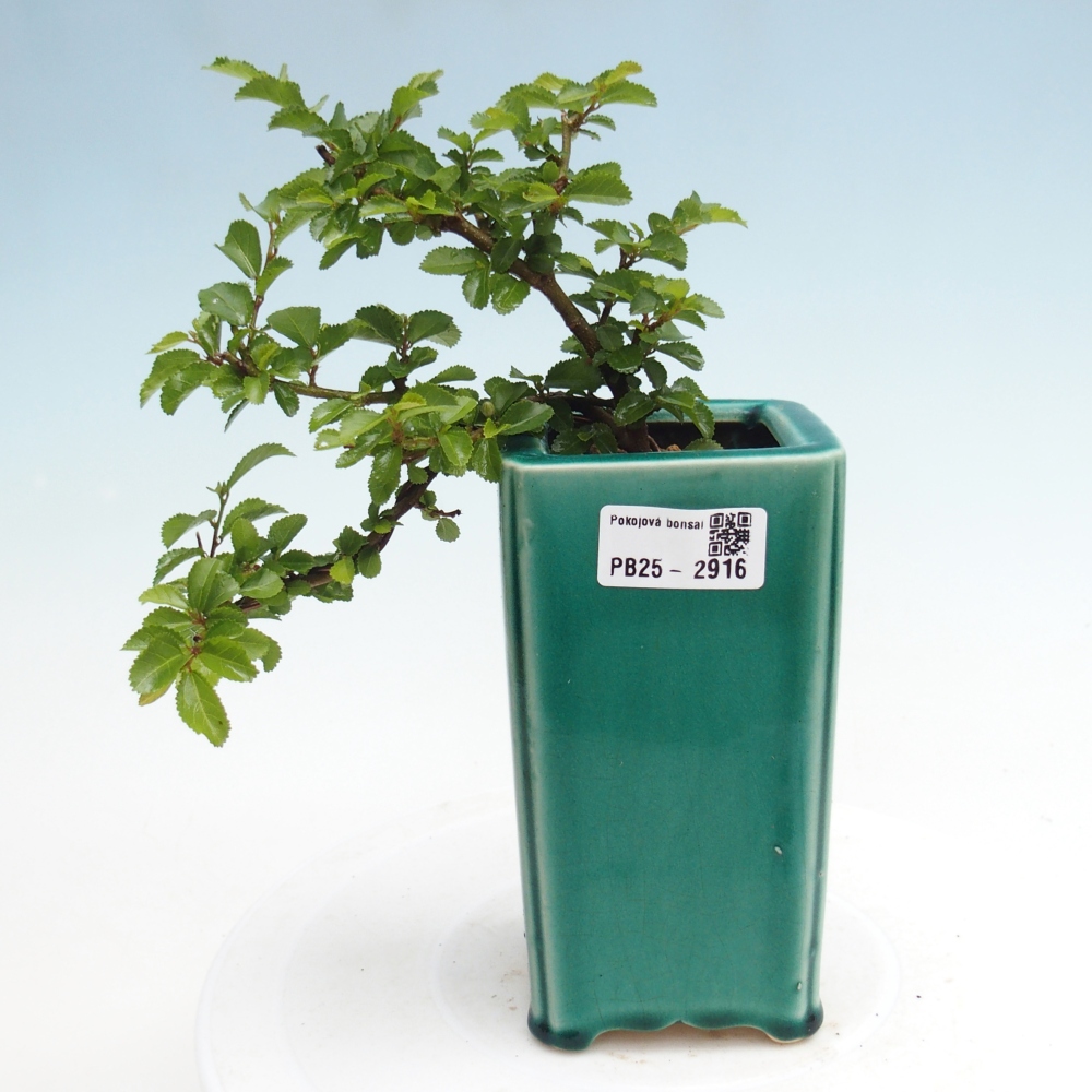 Zimmerbonsai - Grewia occidentalis - Lavendelstern