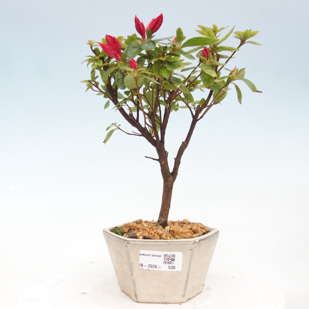 Bonsai für draußen - Japanische Azalee - Azalea sp.