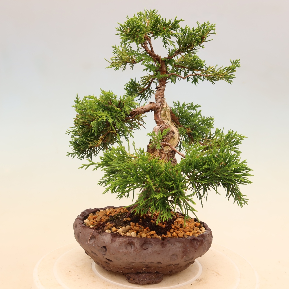 Bonsai für draußen - Juniperus chinensis Itoigawa