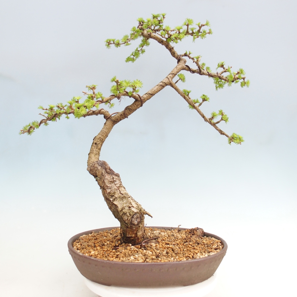 Outdoor-Bonsai -Larix decidua - Lärche - nur Palettentransport