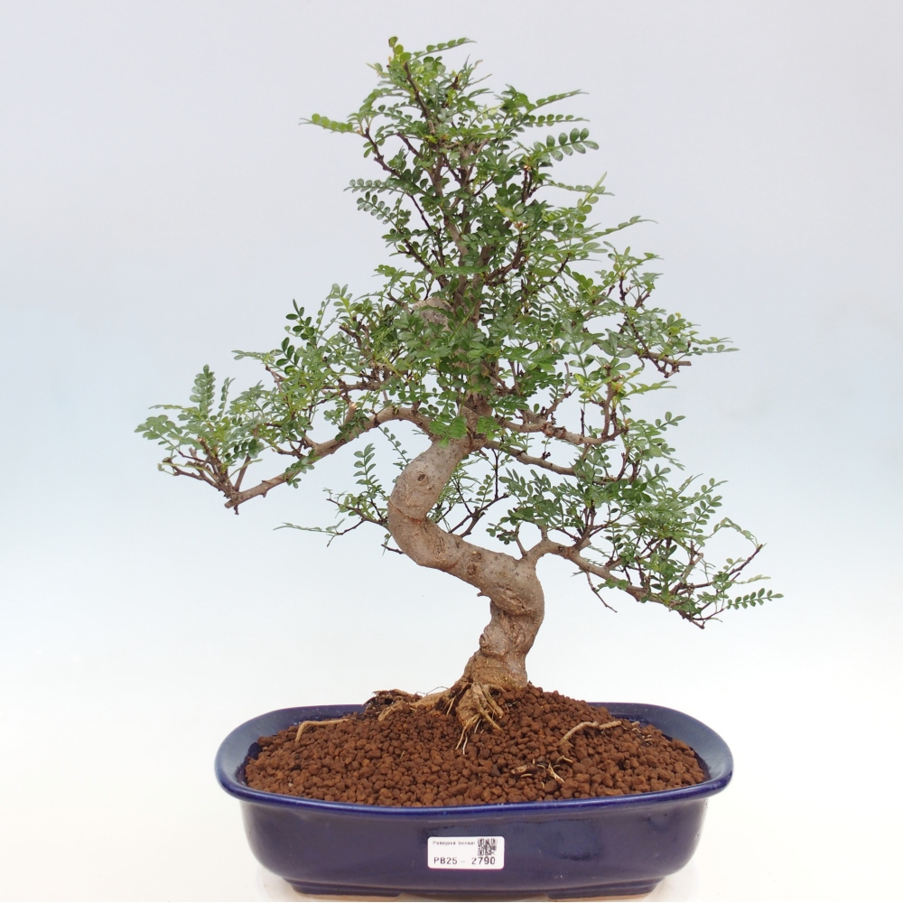 Zimmerbonsai - Zantoxylum piperitum - Pfefferminze