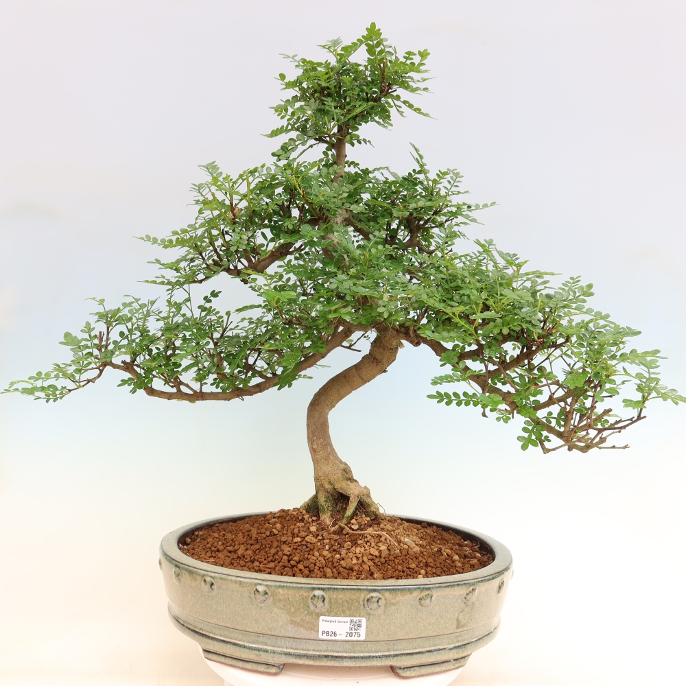 Zimmer Bonsai - Zantoxylum piperitum - Pfefferbaum