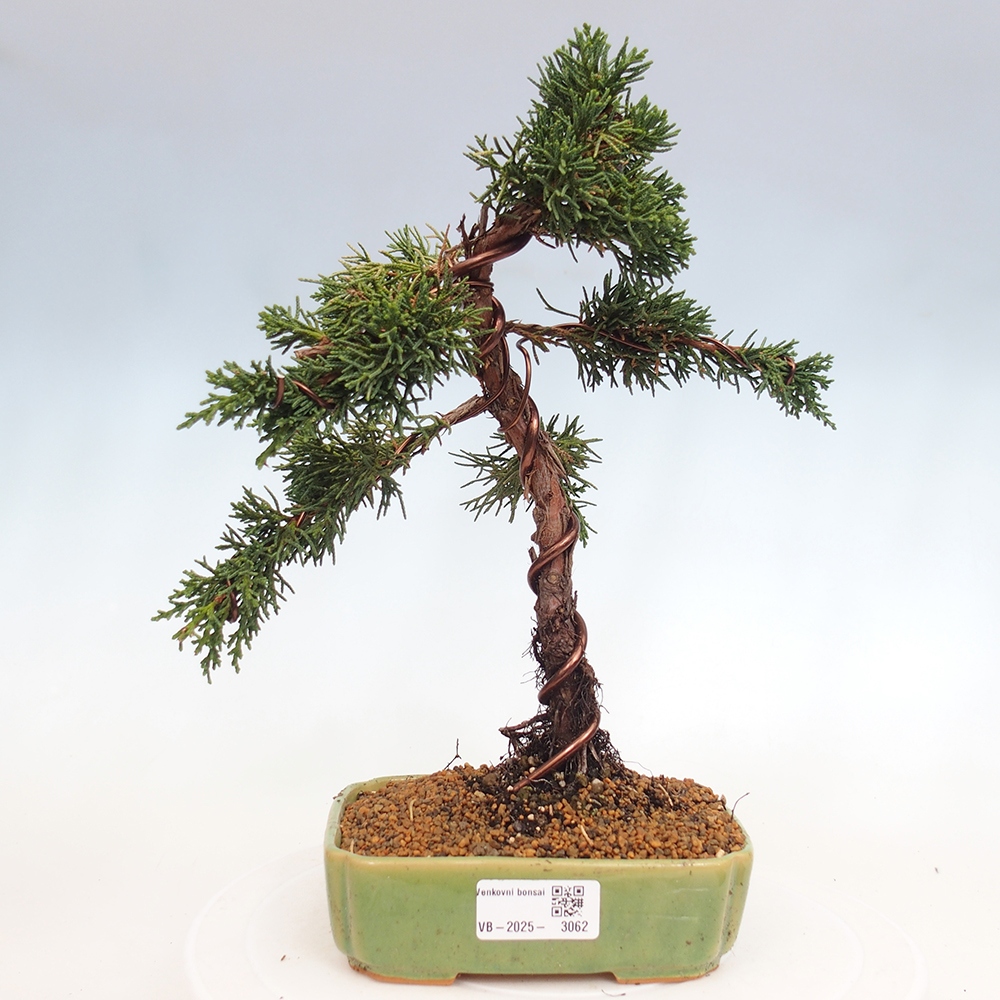 Bonsai im Freien - Juniperus chinensis Kishu - Chinesischer Wacholder
