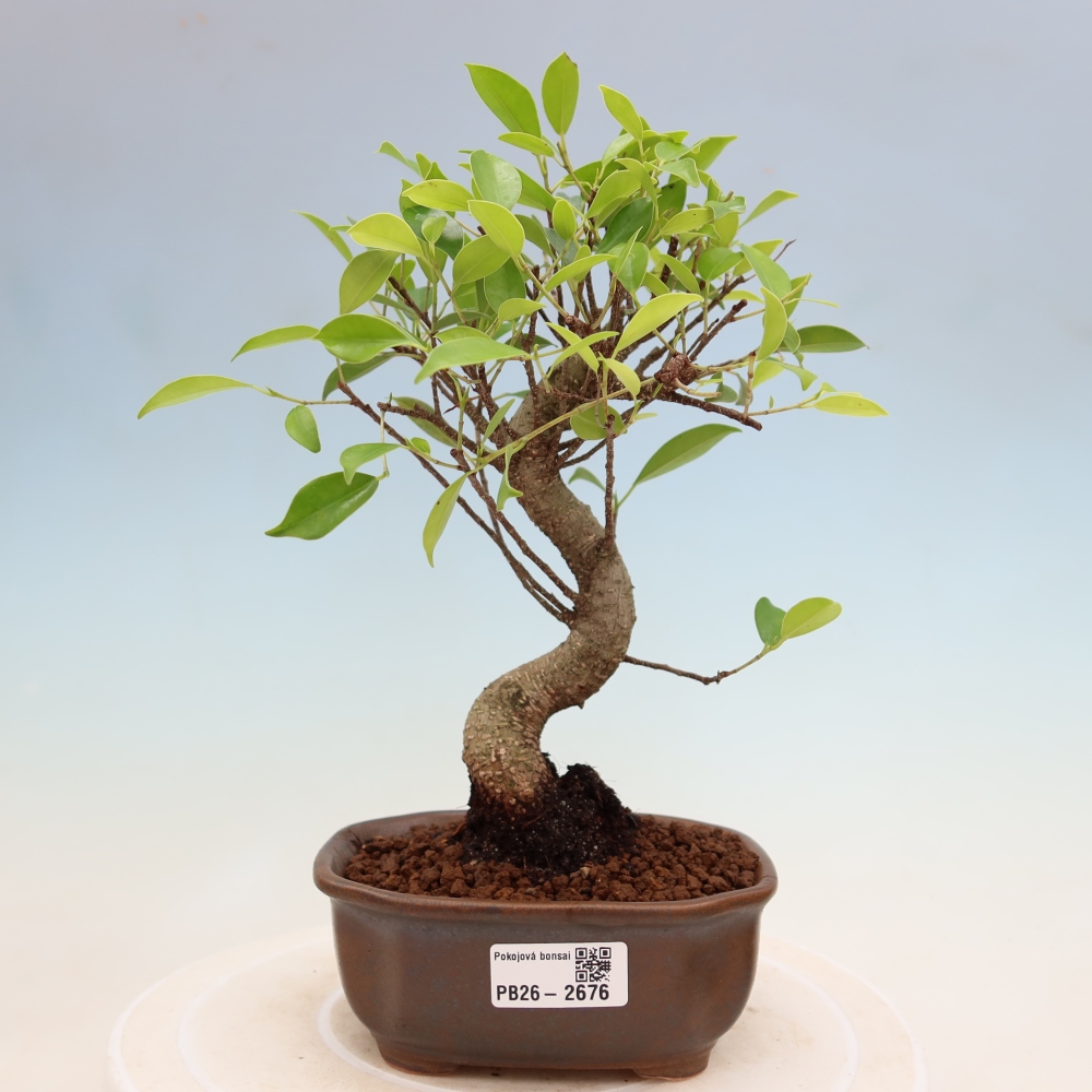 Zimmerbonsai - Ficus kimmen - Kleinblättriger Ficus