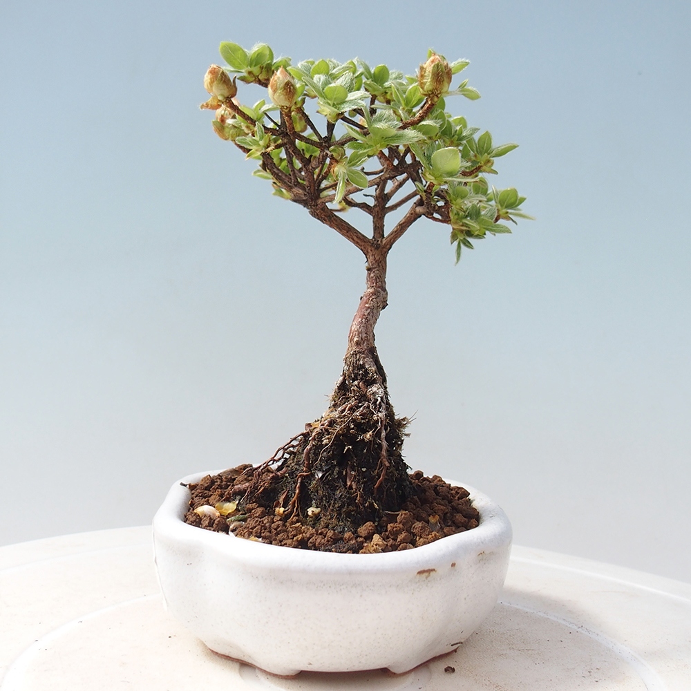 Outdoor-Bonsai - Rododendron indicum - Japanische Azalee