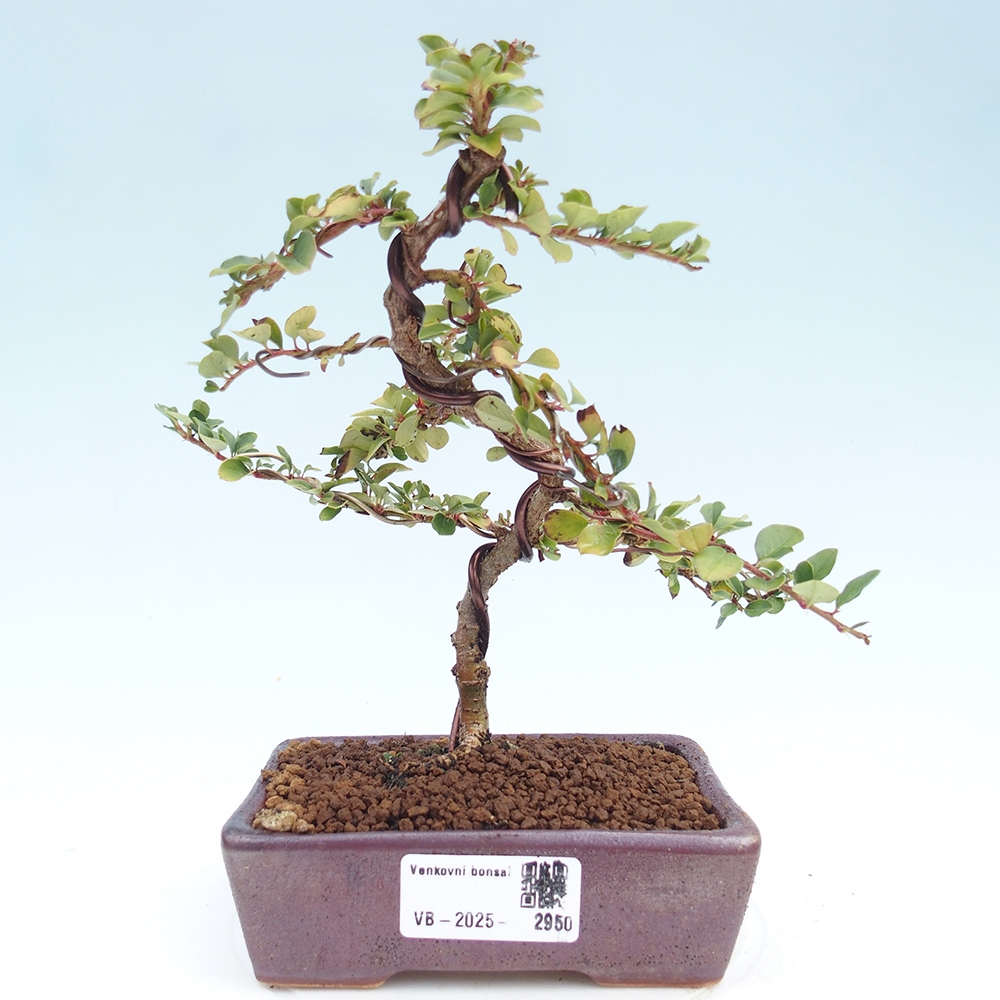 Bonsai im Freien - Cotoneaster horizontalis - Felsenbaum
