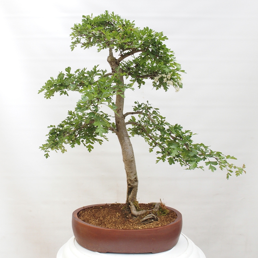 Bonsai im Freien - Weißdorn - Crataegus monogyna