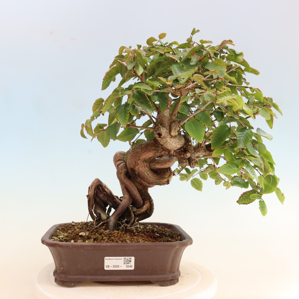 Bonsai für draußen -Carpinus CARPINOIDES - Koreanische Hainbuche