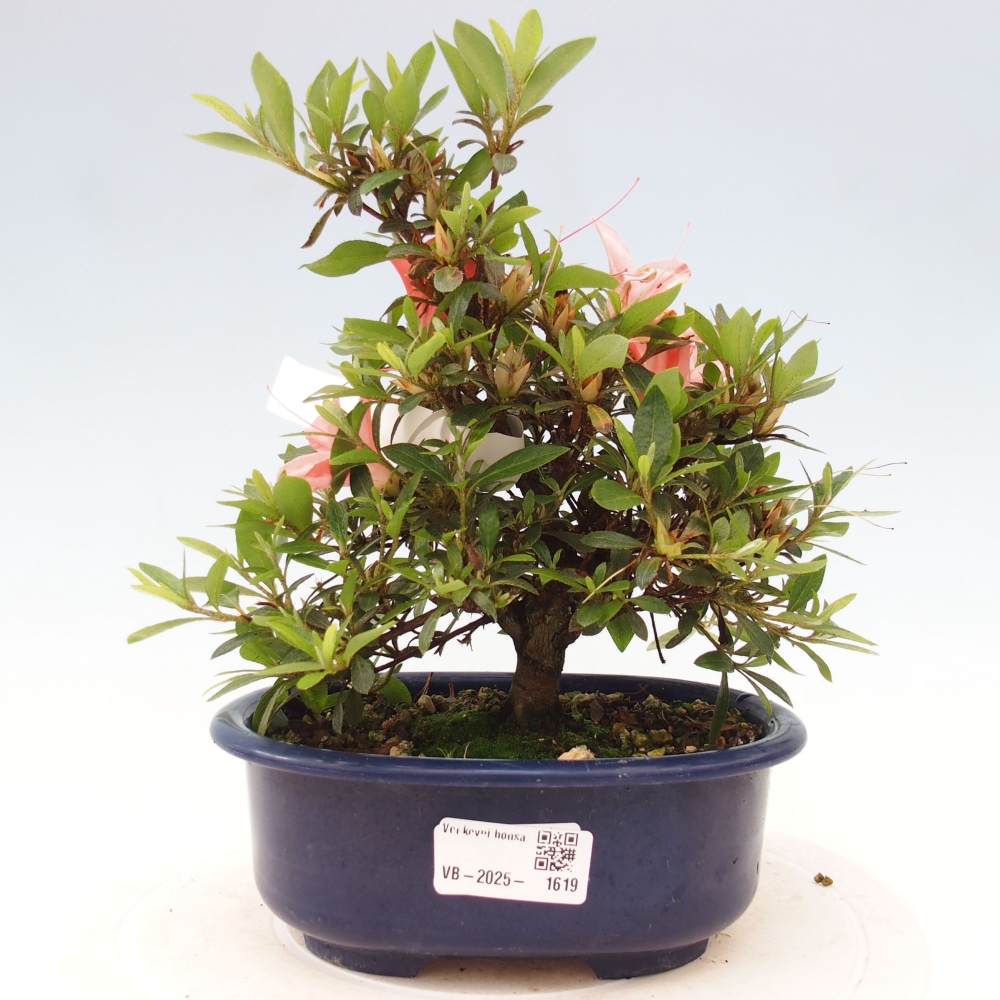 Bonsai im Freien - Japanische Azalee - Azalea Nikko