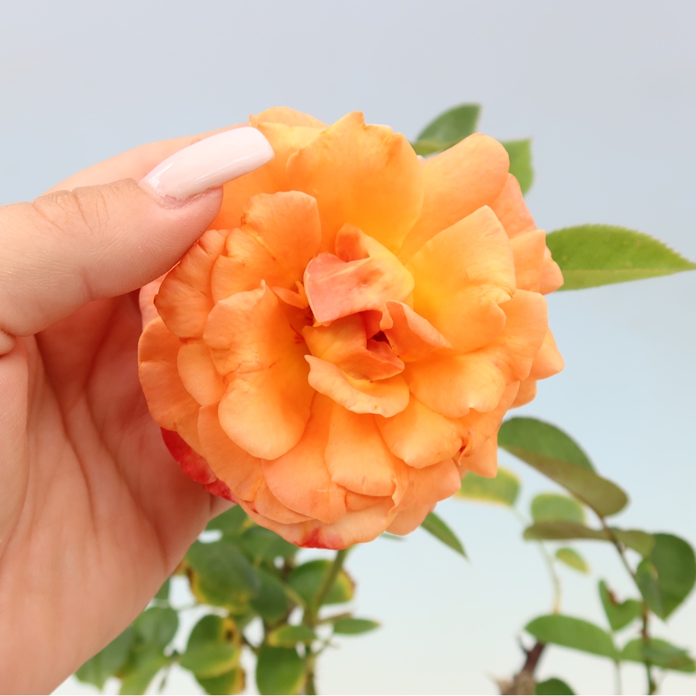 Bonsai für draußen - Rosa Kordes - Rose