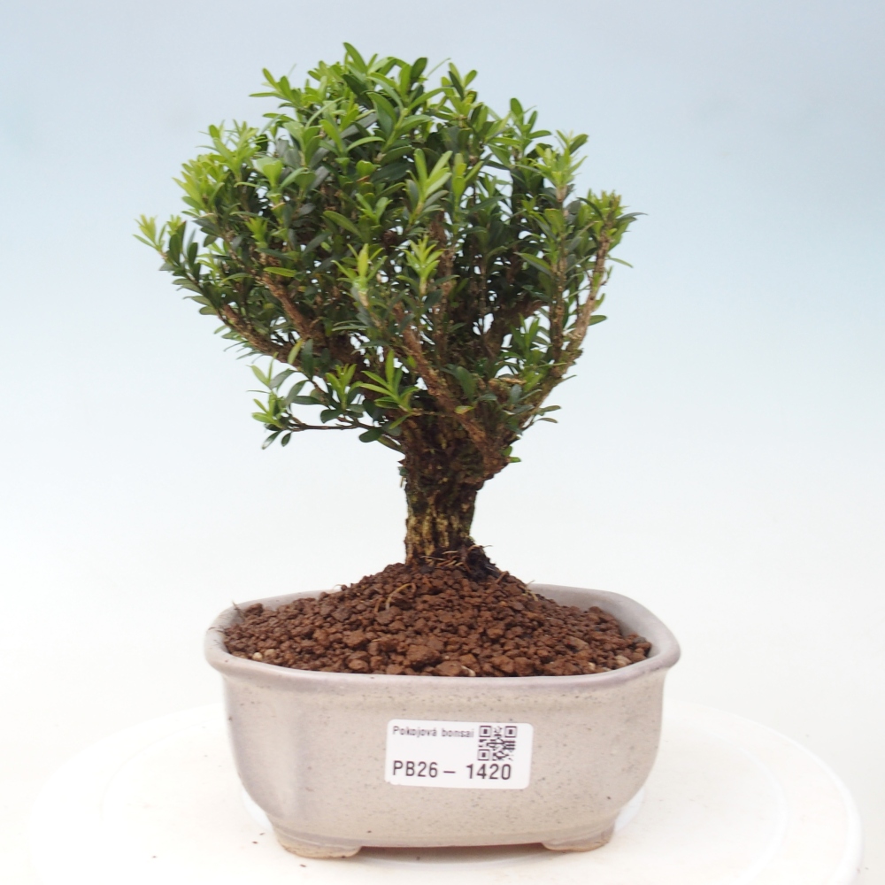 Zimmer Bonsai - Buxus harlandii - Korkbuxus