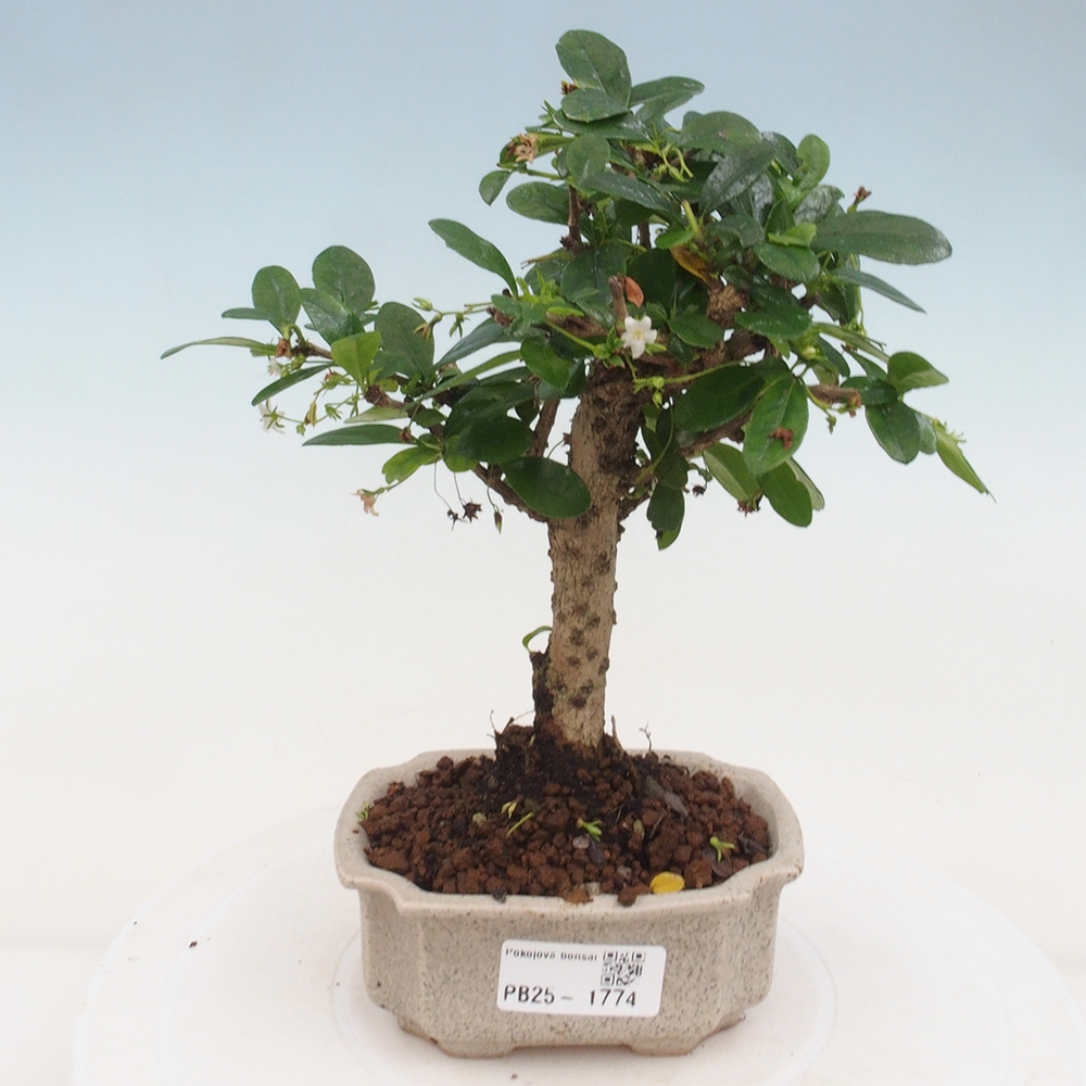 Zimmerbonsai - Carmona Macrophylla - Fuki-Tee