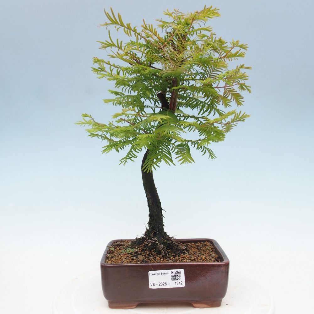 Bonsai im Freien - Metasequoia glyptostroboides - Chinesischer Metasequoia