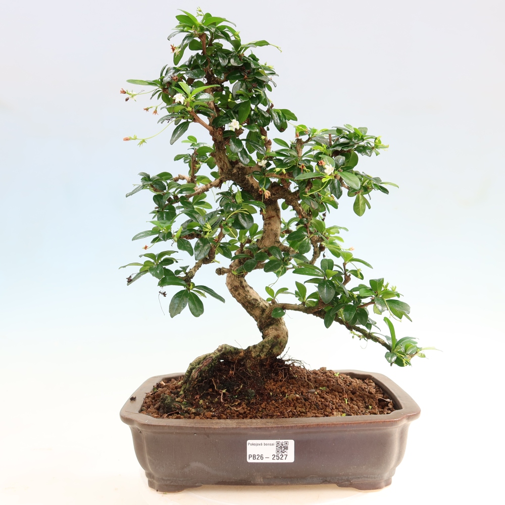 Zimmer-Bonsai - Carmona macrophylla - Tee-Fuki