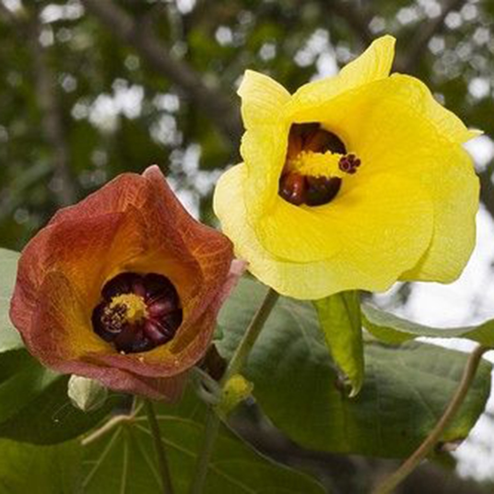 Zimmerbonsai - Hibiscus tiliaceus - Meereshibiskus