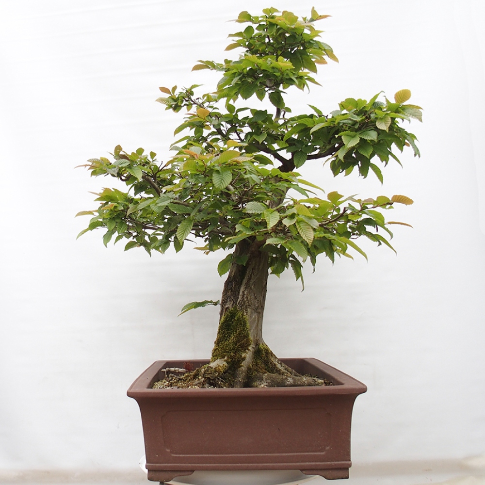Bonsai im Freien - Hainbuche - Carpinus betulus