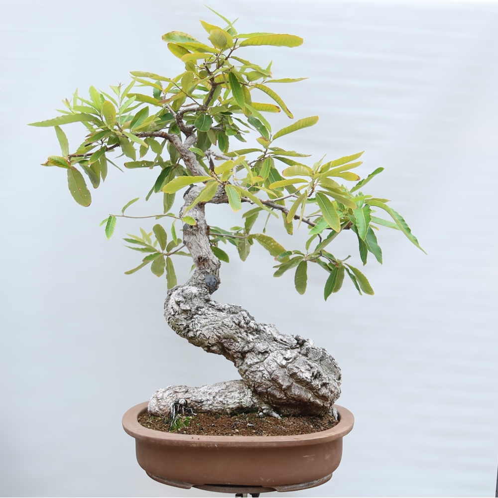 Bonsai für den Außenbereich – Quercus castaneifolia – Kastanienblättrige Eiche