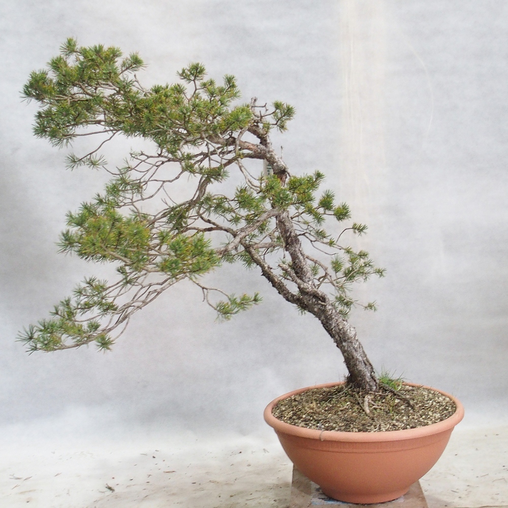 Yamadori - Pinus sylvestris 