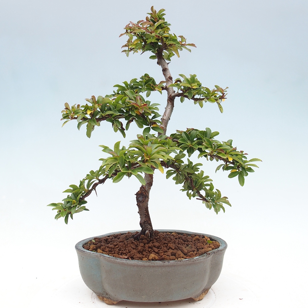 Outdoor Bonsai-Pyracanta Teton -Bäckerei