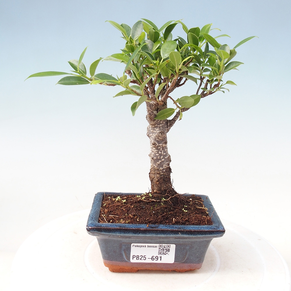 Zimmerbonsai - Kleinblättriger Ficus - Ficus kimmen