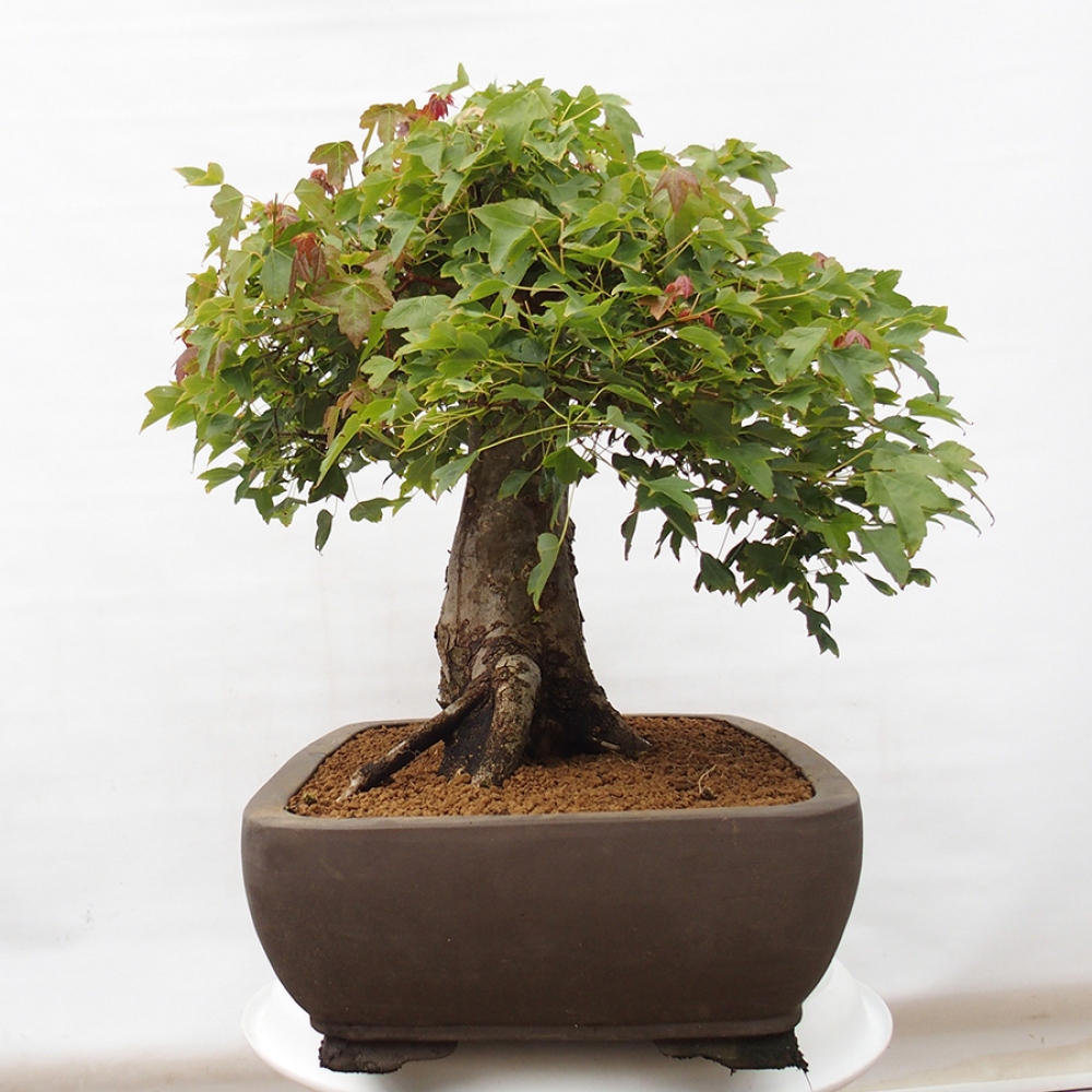 Bonsai im Freien - Ahorn Buergerianum - Burger Maple