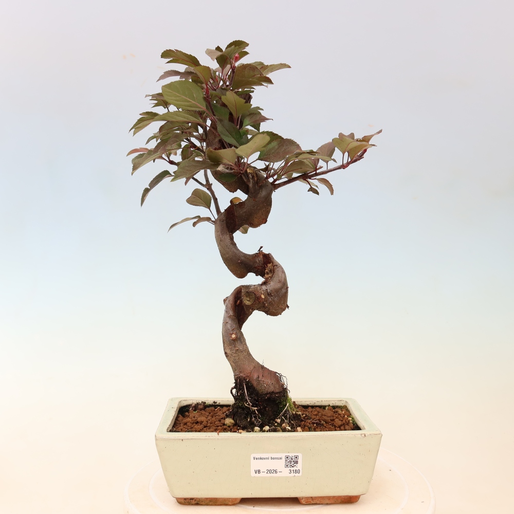 Outdoor-Bonsai -Malus domestica - Kleinfrüchtiger rotblättriger Apfelbaum