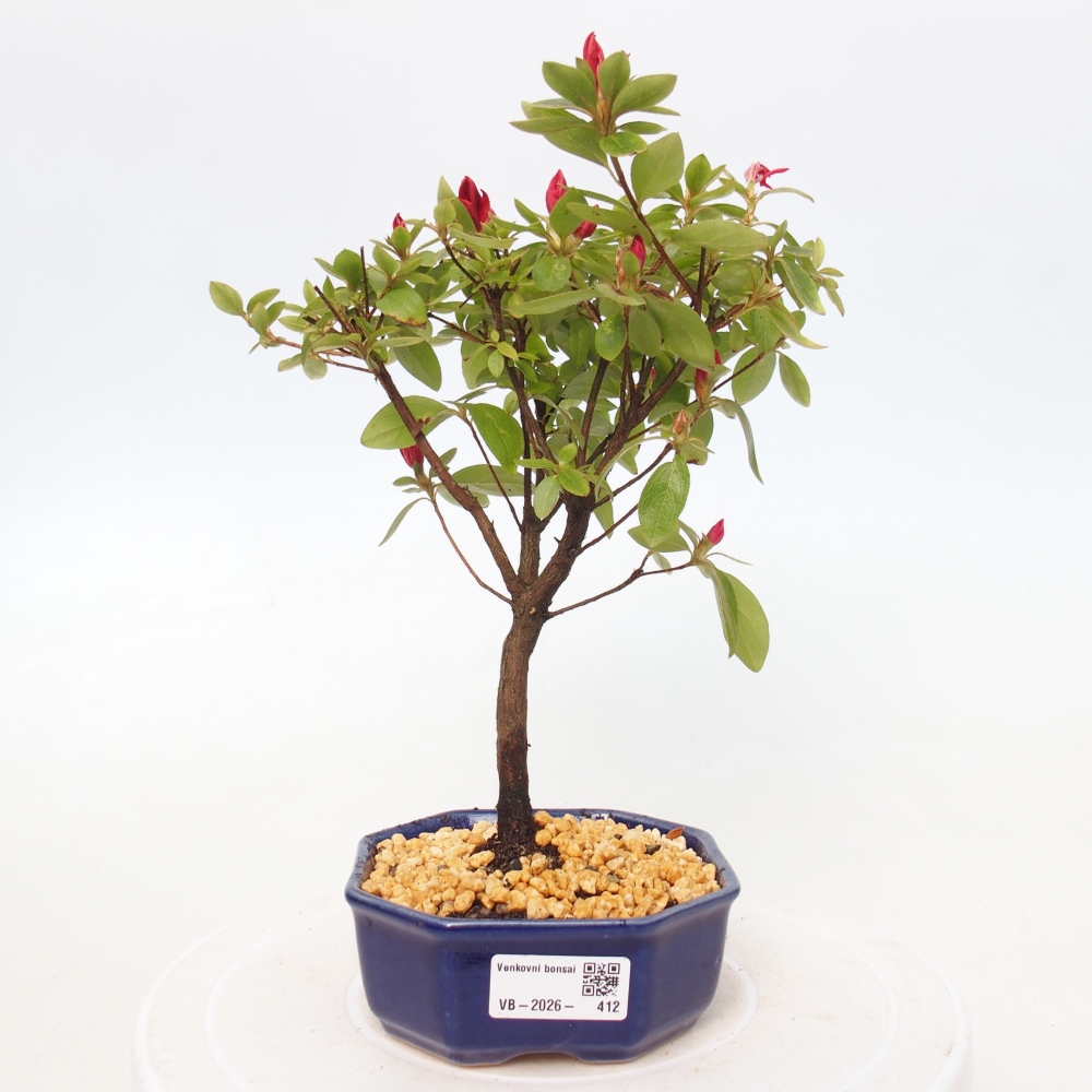 Bonsai für draußen - Japanische Azalee - Azalea sp.