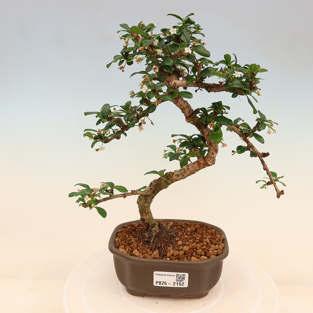 Zimmer-Bonsai - Carmona macrophylla - Tee-Fuki