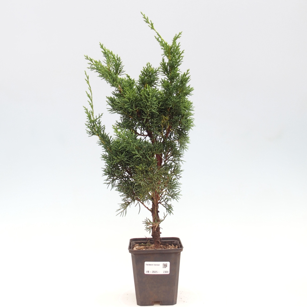 Outdoor-Bonsai - Juniperus chinensis Kishu - Chinesischer Wacholder