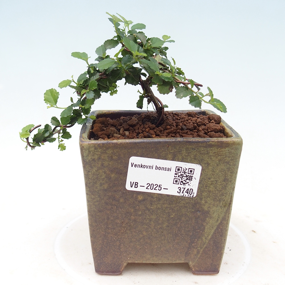 Zimmerbonsai - Grewia sp. - Kleinblättriges Grewie
