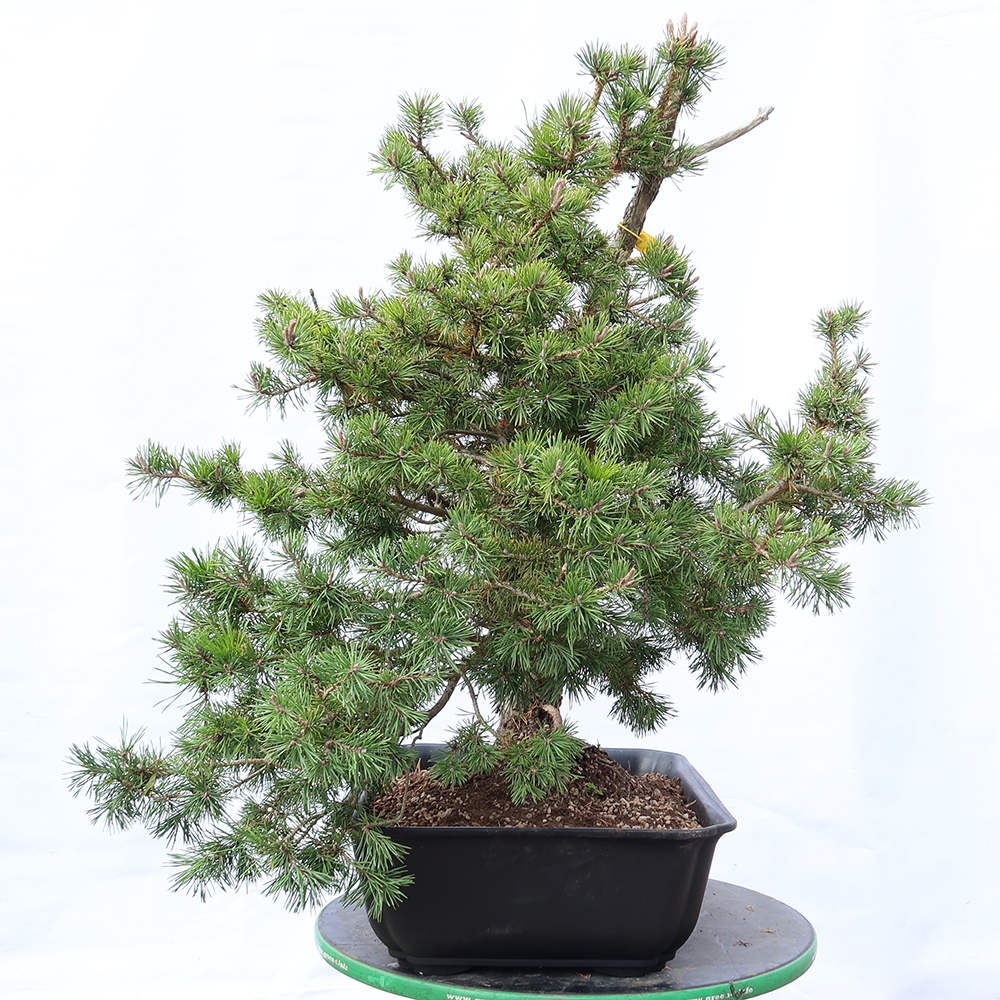 Pinus sylvestris Spanien – Waldkiefer