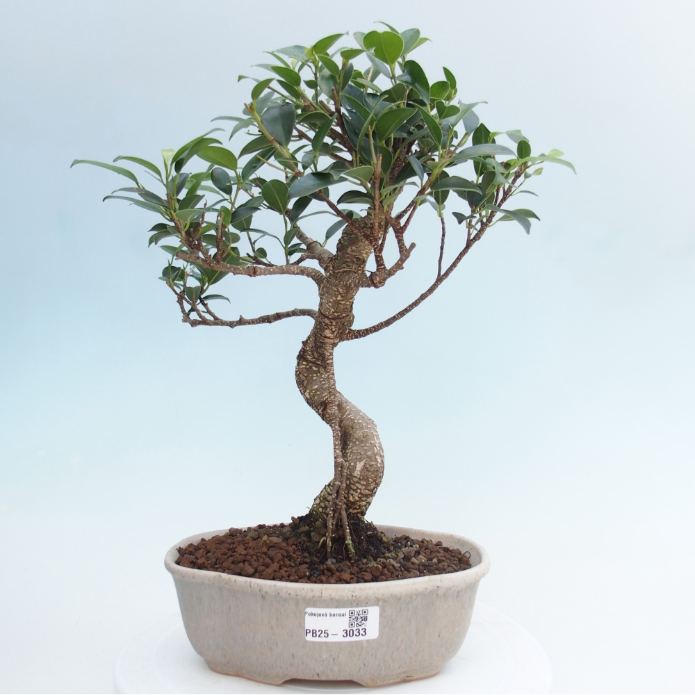 Indoor-Bonsai - Ficus retusa - kleiner Ficus