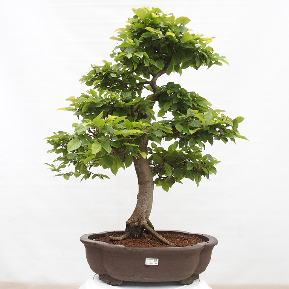 Bonsai im Freien - Hainbuche - Carpinus betulus