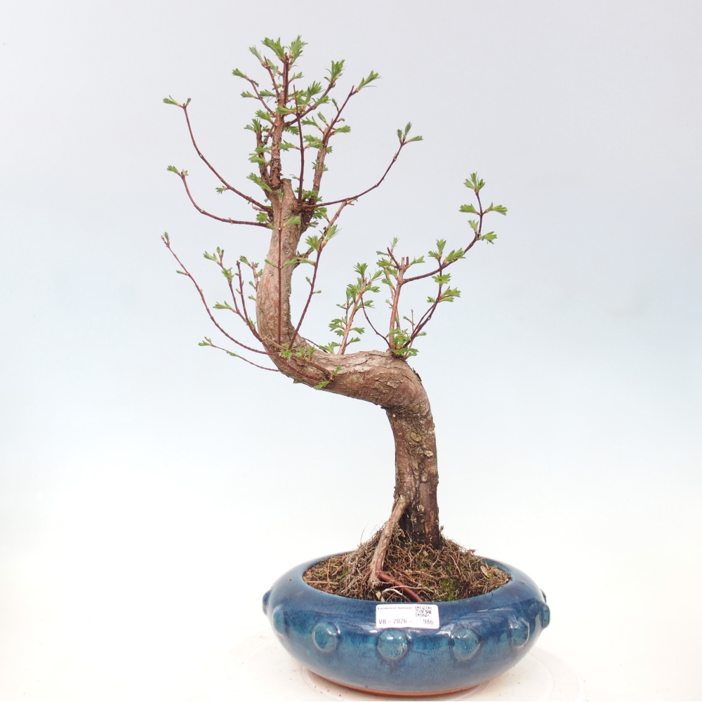 Bonsai für draußen - Metasequoia glyptostroboides - Chinesische Metasequoia