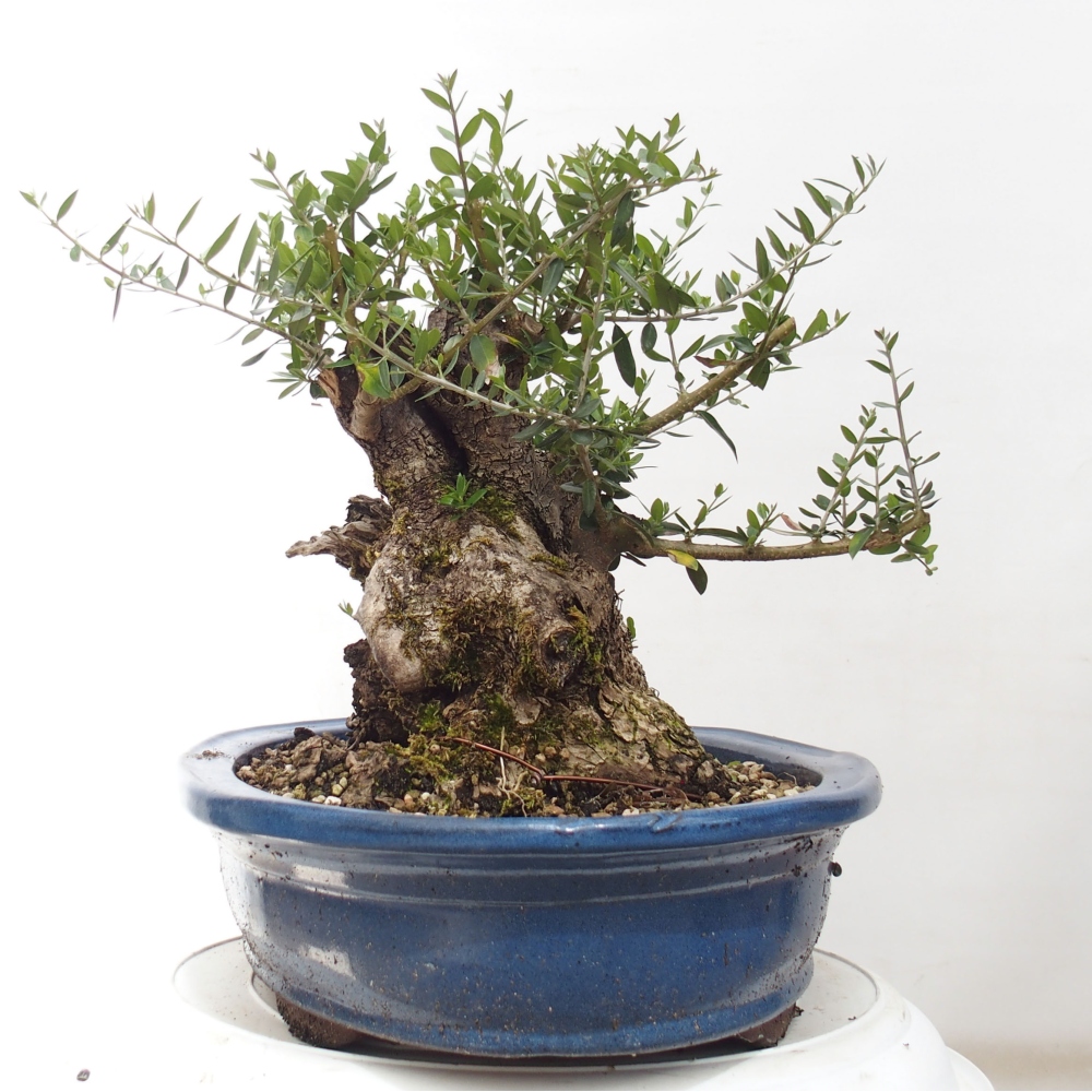Indoor-Bonsai - Olea europaea sylvestris - Europäisches kleinblättriges Olivenöl