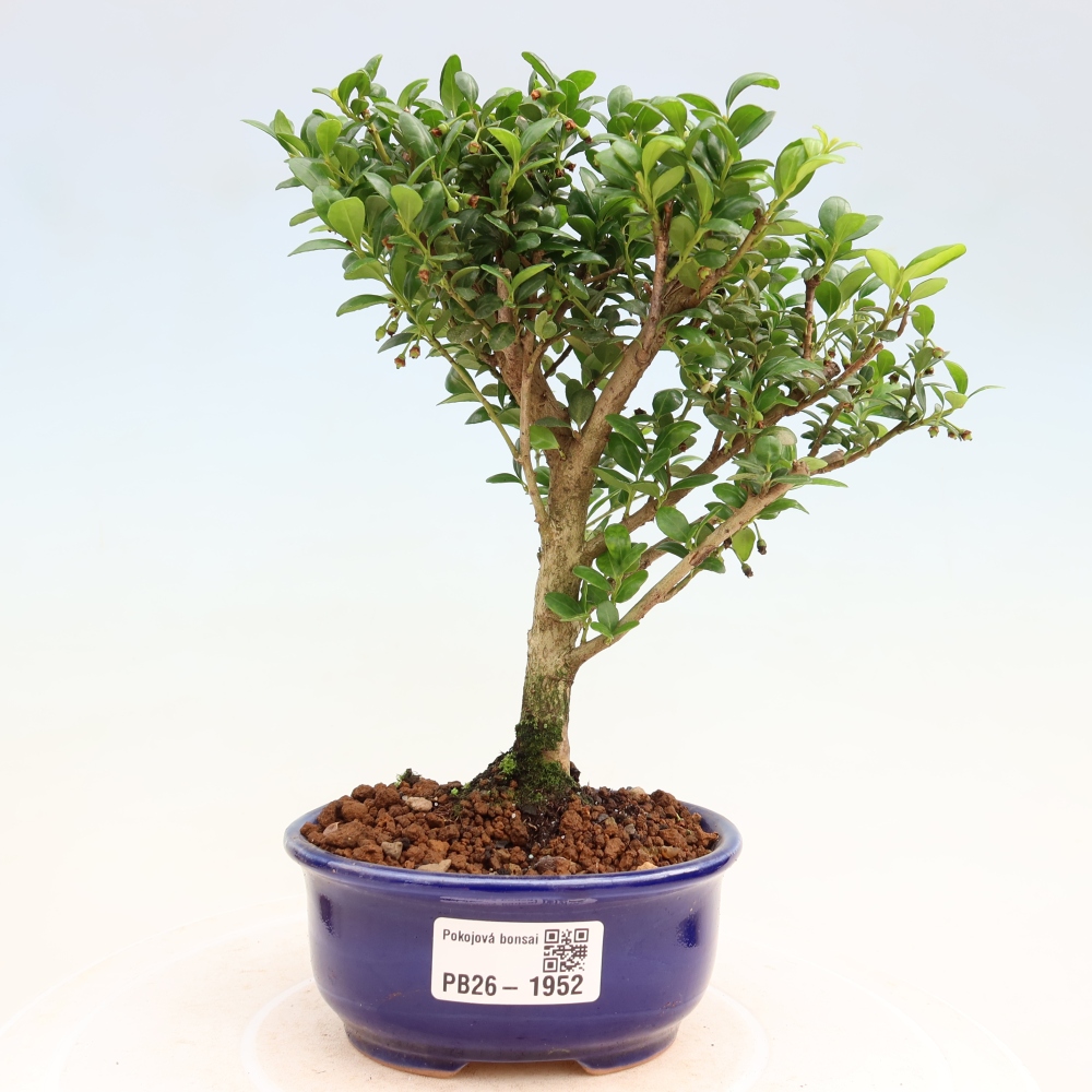 Zimmer Bonsai - Ilex crenata - Stechpalme