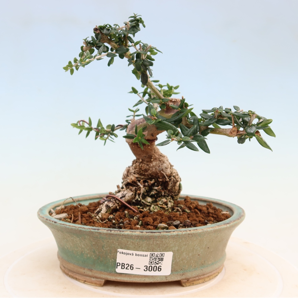 Zimmerbonsai - Olea europaea sylvestris