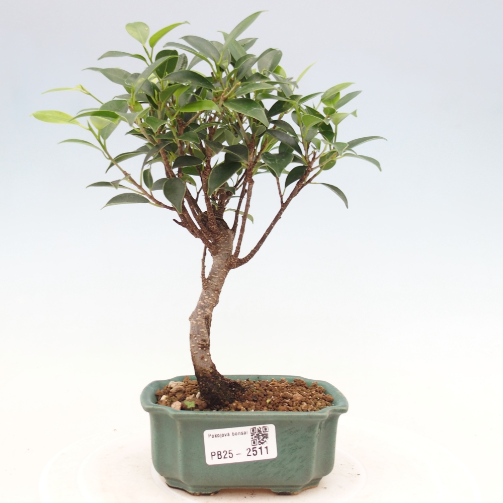 Zimmerbonsai - Kleinblättriger Ficus - Ficus kimmen