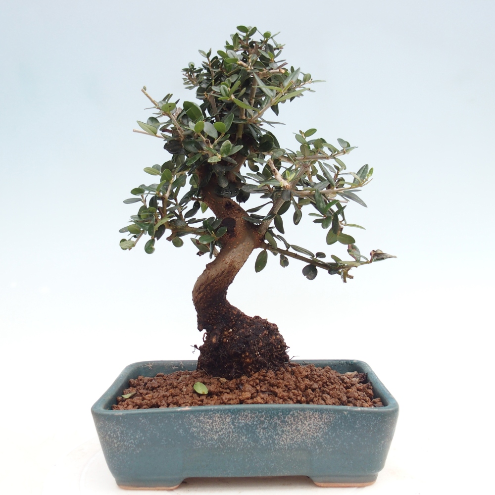 Zimmerbonsai - Olea europaea sylvestris