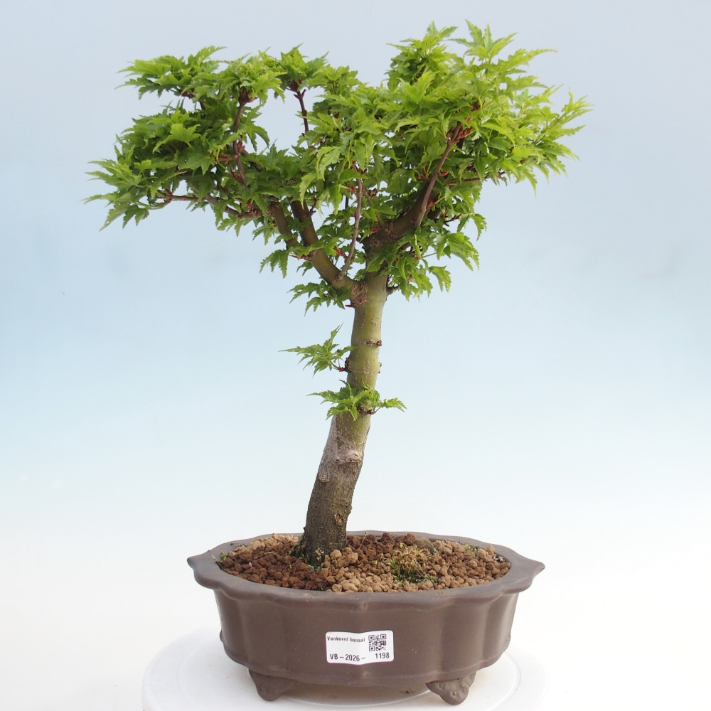 Bonsai für draußen -Javor-Palme Acer palmatum Shishigashira