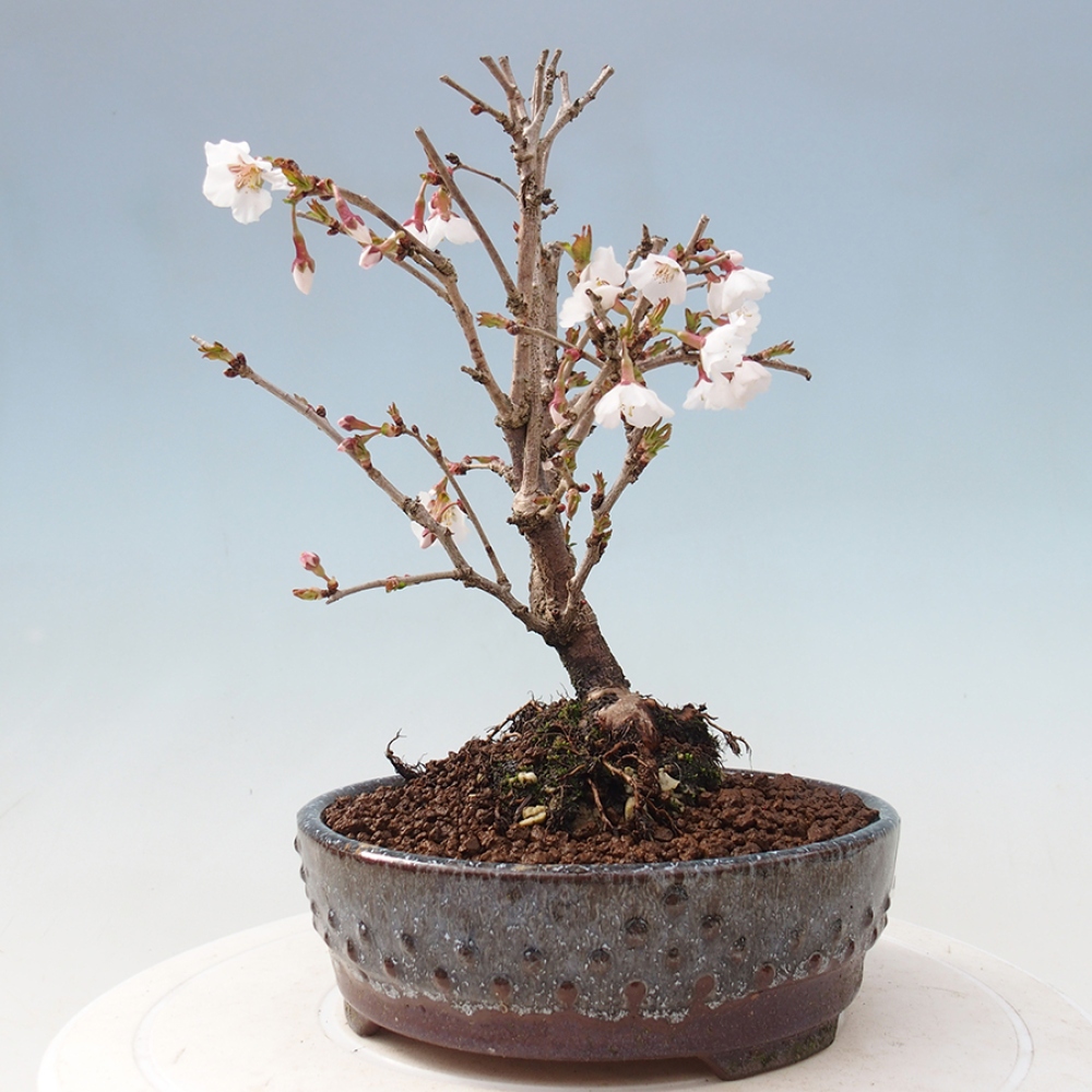 Bonsai im Freien - Prunus incisa Kojou-no mai-Pflaume geschnitten