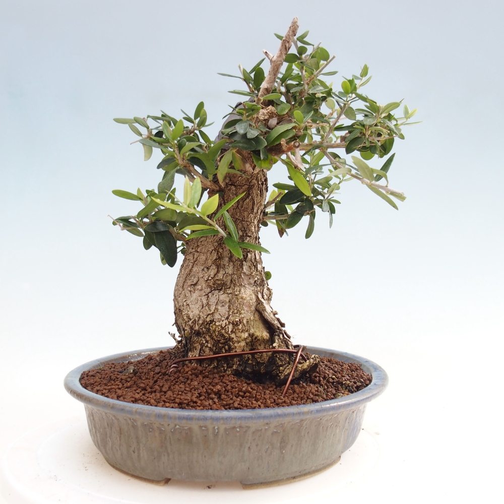 Indoor-Bonsai - Olea europaea sylvestris - Europäisches kleinblättriges Olivenöl