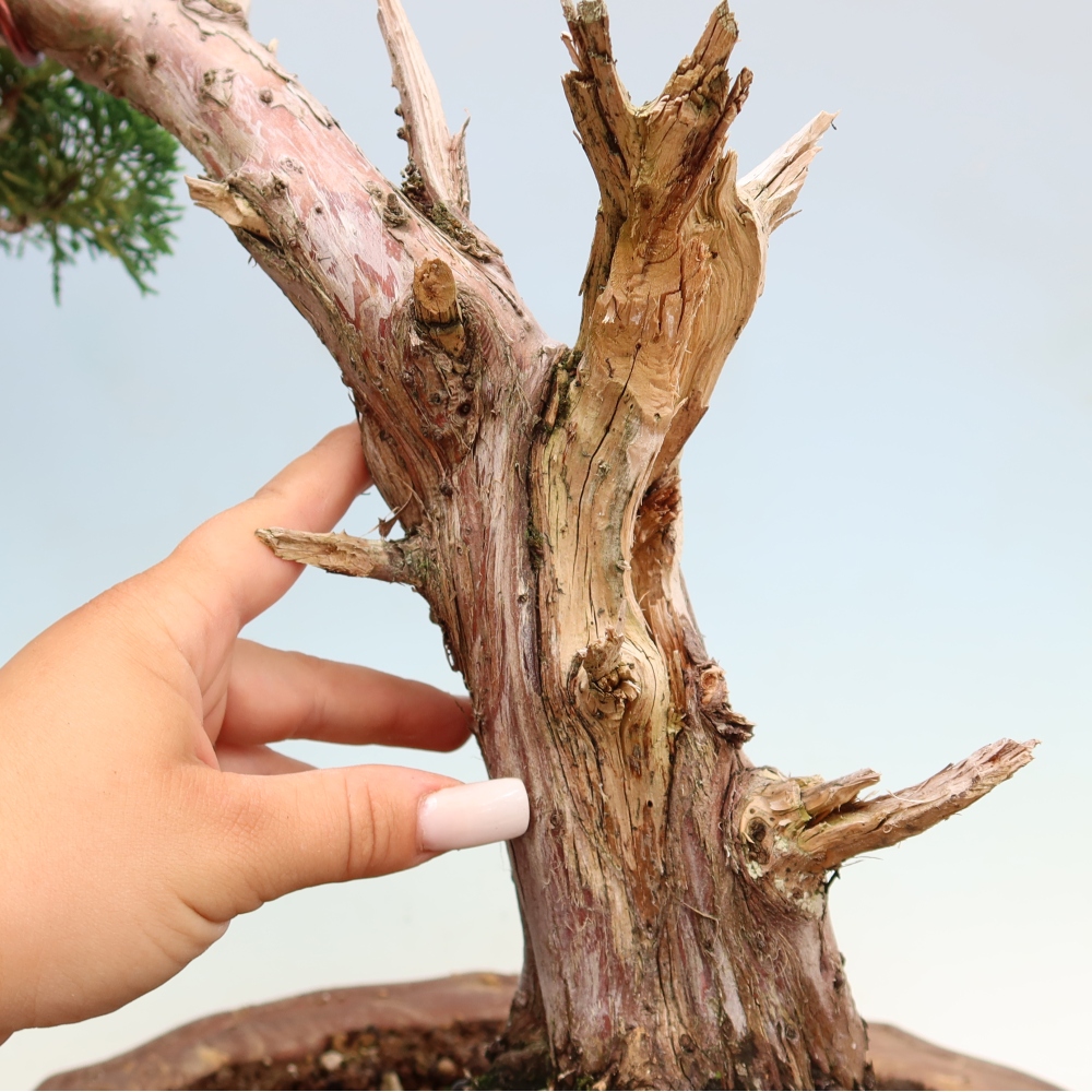 Bonsai für draußen - Juniperus chinensis Kishu