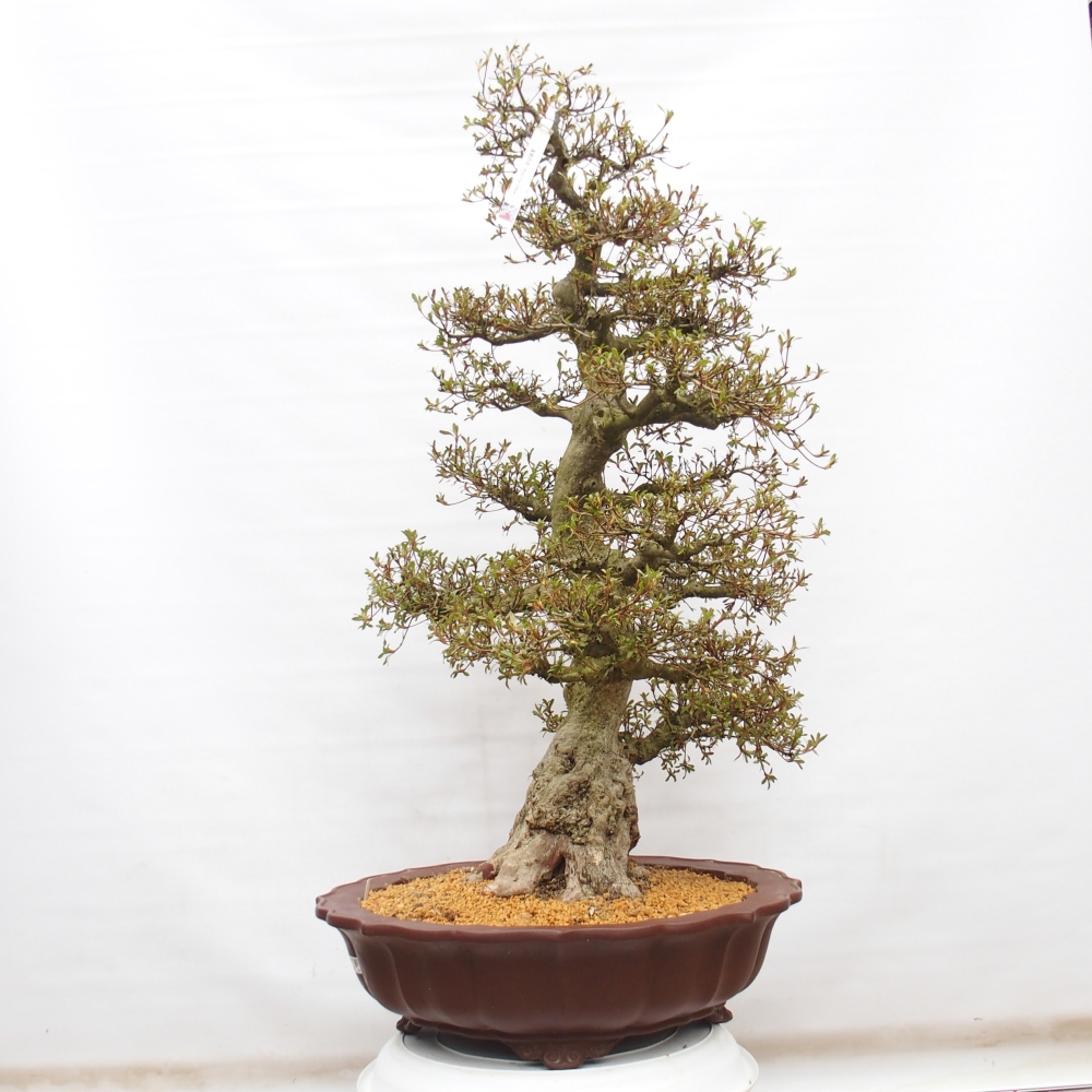 Bonsai für draußen - Japanische Azalee - Azalee Kinu-no-Hikari